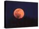 Tree Silhouetted Against Full Moon, Arizona, USA-Charles Sleicher-Premier Image Canvas