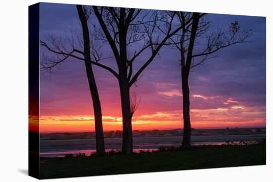 Tree Silhouettes at Sunrise, Maine Coast-Vincent James-Premier Image Canvas