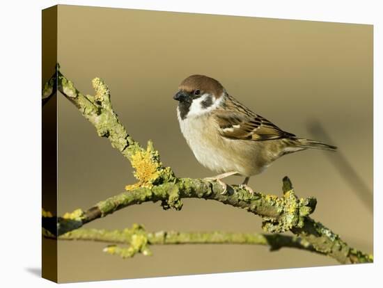 Tree Sparrow Perched on Lichen Covered Twig, Lincolnshire, England, UK-Andy Sands-Premier Image Canvas