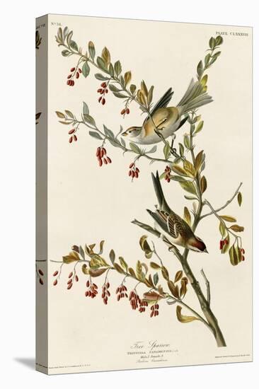 Tree Sparrow-null-Premier Image Canvas