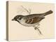 Tree Sparrow-Reverend Francis O. Morris-Stretched Canvas