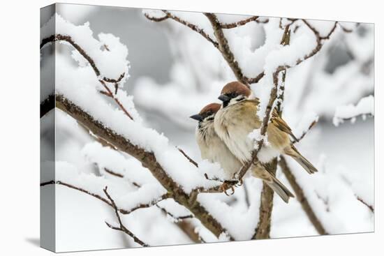 Tree sparrows (Passer montanus) in snow, Bavaria, Germany, March-Konrad Wothe-Premier Image Canvas