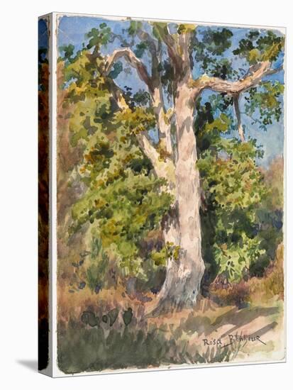 Tree Study (W/C)-Rosa Bonheur-Premier Image Canvas