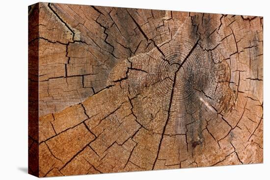 Tree Stump Detail-Panoramic Images-Premier Image Canvas