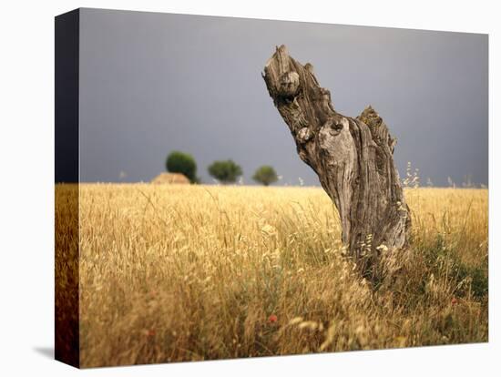 Tree Stump, Grain-Field, Provence, France-Thonig-Premier Image Canvas