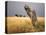 Tree Stump, Grain-Field, Provence, France-Thonig-Premier Image Canvas