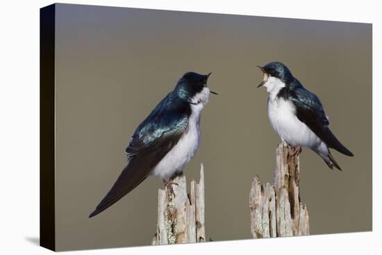 Tree Swallow pair-Ken Archer-Premier Image Canvas