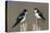 Tree Swallow pair-Ken Archer-Premier Image Canvas