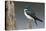 Tree Swallow-Ken Archer-Premier Image Canvas