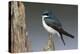 Tree Swallow-Ken Archer-Premier Image Canvas