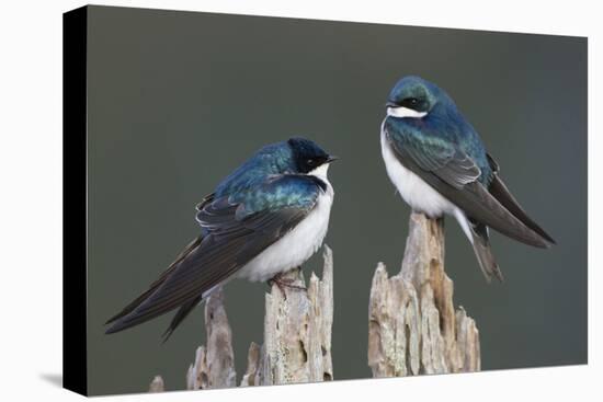 Tree Swallows-Ken Archer-Premier Image Canvas