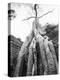 Tree Ta Prohm, Angkor, Cambodia-Walter Bibikow-Premier Image Canvas