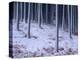 Tree Trunks Covered in Snow in Cumbria, England-Michael Busselle-Premier Image Canvas