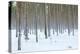 Tree trunks in the snowy woods Alaniemi, Rovaniemi, Lapland region, Finland, Europe-Roberto Moiola-Premier Image Canvas