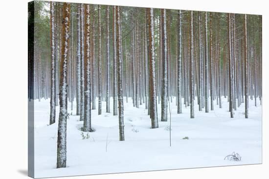 Tree trunks in the snowy woods Alaniemi, Rovaniemi, Lapland region, Finland, Europe-Roberto Moiola-Premier Image Canvas