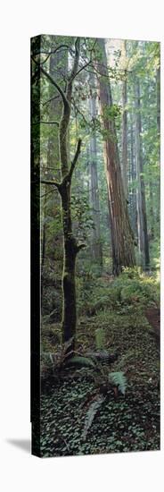 Tree Trunks, Redwood State Park, Humboldt County, California, USA-null-Premier Image Canvas