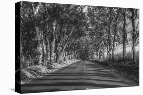 Tree Tunnel to Old Koloa Town (B/W), Kauai Hawaii-Vincent James-Premier Image Canvas