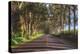 Tree Tunnel to Old Koloa Town, Kauai Hawaii-Vincent James-Premier Image Canvas