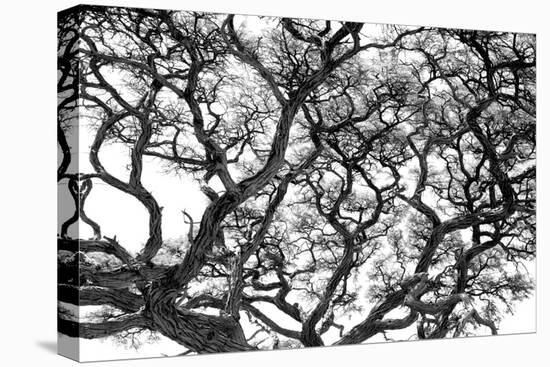 Tree Vine-Howard Ruby-Premier Image Canvas