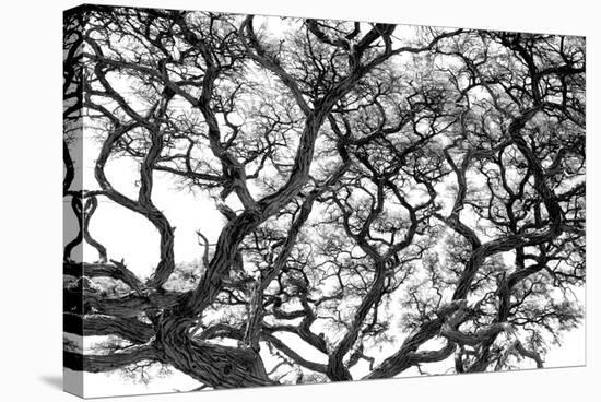 Tree Vine-Howard Ruby-Premier Image Canvas