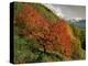 Tree with Red Autumnal Foliage, Near Chambery, Savoie, Rhone Alpes, France-Michael Busselle-Premier Image Canvas