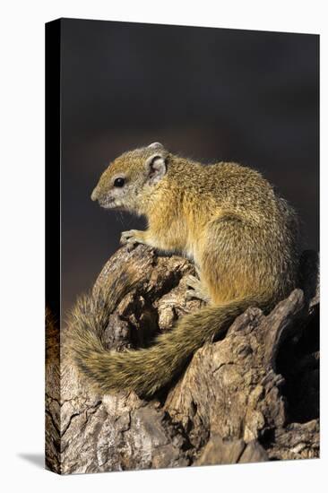 Tree (yellow-footed) squirrel (Paraxerus cepapi), Chobe National Park, Botswana, Africa-Ann and Steve Toon-Premier Image Canvas