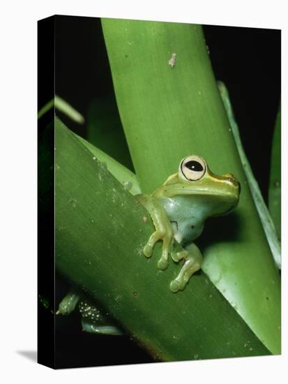 Treefrog-Joe McDonald-Premier Image Canvas