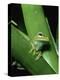 Treefrog-Joe McDonald-Premier Image Canvas