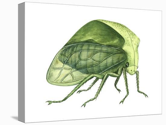 Treehopper (Ceresa Bubalus), Insects-Encyclopaedia Britannica-Stretched Canvas