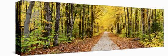 Trees Along a Pathway in Autumn, Hiawatha National Forest, Alger County, Upper Peninsula-null-Stretched Canvas
