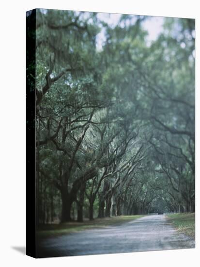 Trees Along a Road, Savannah, Georgia, USA-null-Premier Image Canvas