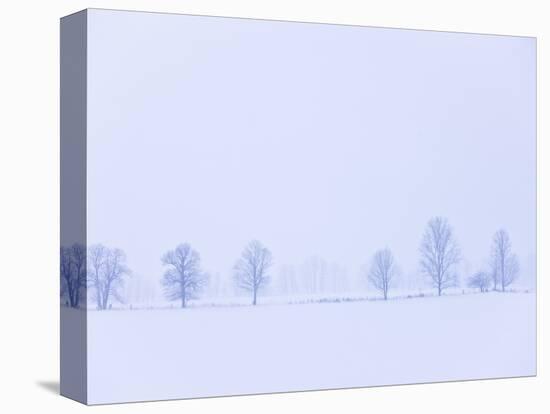 Trees Along Fence in Winter-Jim Craigmyle-Premier Image Canvas