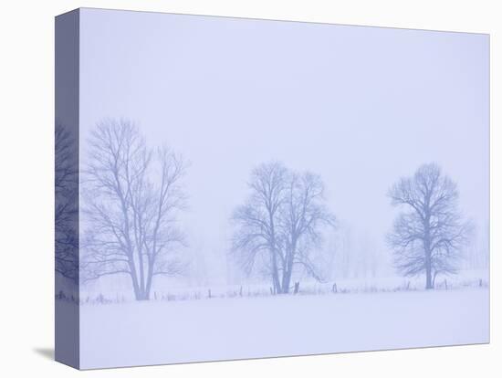 Trees and Fence in Field-Jim Craigmyle-Premier Image Canvas