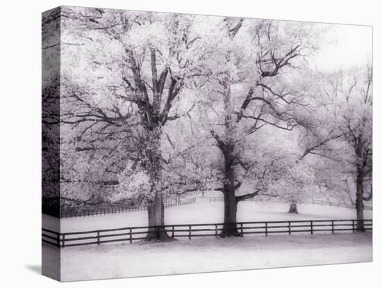 Trees and Fence in Snowy Field-Robert Llewellyn-Premier Image Canvas