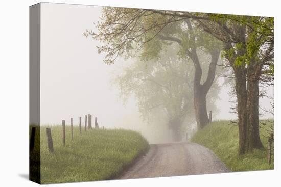 Trees and fence on foggy morning along Hyatt Lane, Cades Cove, Great Smoky Mountains National Park,-Adam Jones-Premier Image Canvas