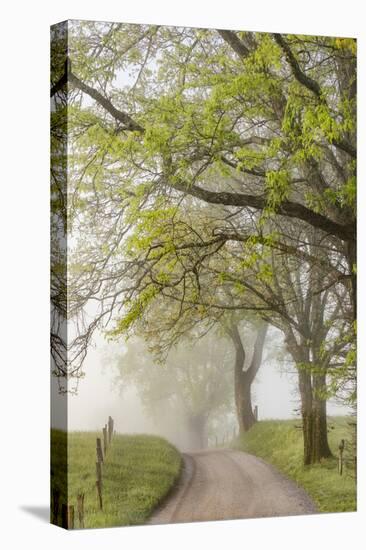 Trees and fence on foggy morning along Hyatt Lane, Cades Cove, Great Smoky Mountains National Park,-Adam Jones-Premier Image Canvas