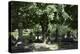 Trees and Graves at Brompton Cemetery, Kensington, London-Richard Bryant-Premier Image Canvas