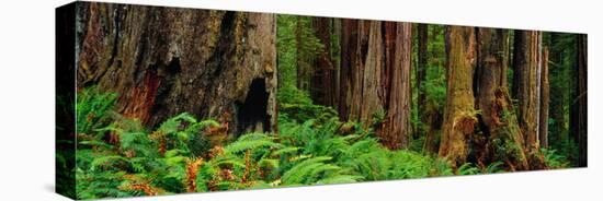 Trees and Plants in a Forest, Prairie Creek Redwoods State Park, California, USA-null-Premier Image Canvas