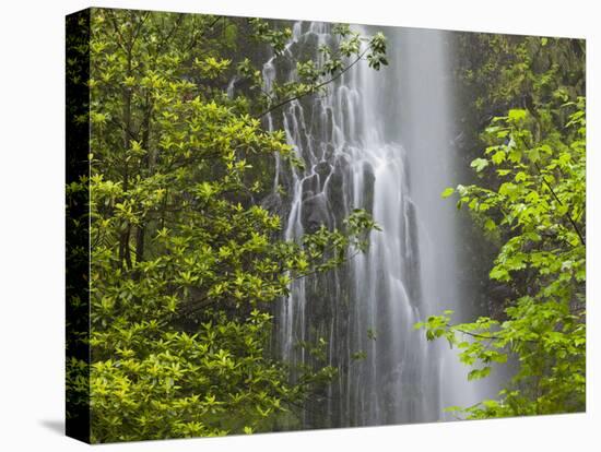 Trees and Waterfall with Caldeirao Verde, Queimados, Madeira, Portugal-Rainer Mirau-Premier Image Canvas