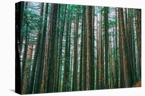 Trees at Muir Woods, Noethern California Coast, Marin County-Vincent James-Premier Image Canvas