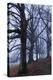 Trees, Black Poplars, Late Autumn-Herbert Kehrer-Premier Image Canvas