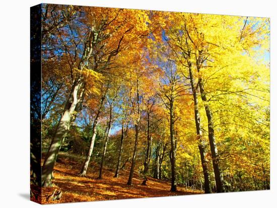 Trees Covered in Yellow Autumn Leaves, Jasmund National Park, Island of Ruegen, Germany-Christian Ziegler-Premier Image Canvas