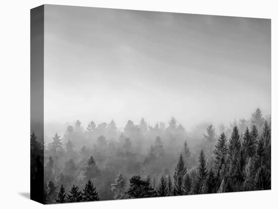 Trees covered with fog in Autumn, Baden Wurttemberg, Germany-Panoramic Images-Premier Image Canvas