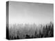 Trees covered with fog in Autumn, Baden Wurttemberg, Germany-Panoramic Images-Premier Image Canvas