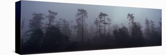 Trees Covered with Fog, Whidbey Island, Island County, Washington State, USA-null-Premier Image Canvas