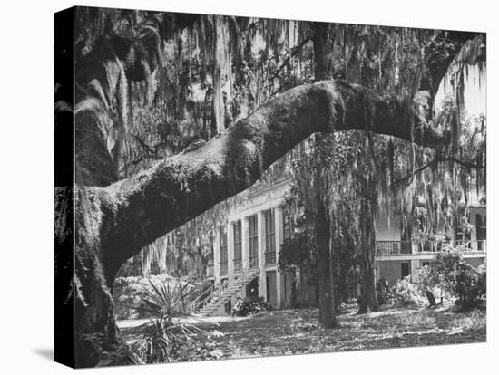 Trees Covered with Spanish Moss Standing in Front of Large Plantation House-null-Premier Image Canvas