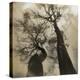 Trees, Discovery Park-Kevin Cruff-Premier Image Canvas