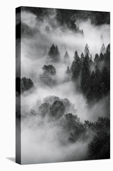 Trees Fog & Mist at Sandy River Black White Landscape Oregon-Vincent James-Premier Image Canvas