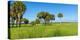 Trees in a Field, Myakka River State Park, Sarasota, Sarasota County, Florida, Usa-null-Premier Image Canvas