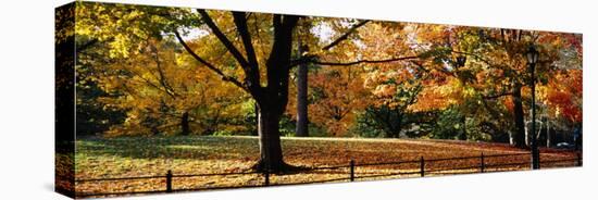 Trees in a Forest, Central Park, Manhattan, New York City, New York, USA-null-Premier Image Canvas